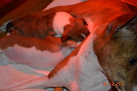 Brazil nursing her new pups